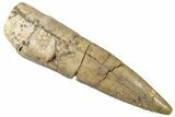 Fossil Plesiosaur (Zarafasaura) Tooth - Morocco #298281-1